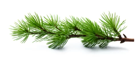 Foto auf Alu-Dibond Watercolor illustration of a green pine tree branch isolated on white background  © TatjanaMeininger