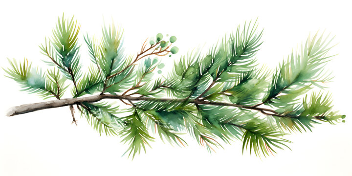 Watercolor illustration of a green pine tree branch isolated on white background 