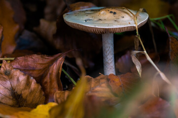 Pilz im Wald mit Herbstfarben