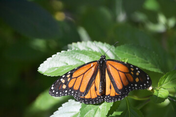 Amazing Viceroy Butterfly in a Garden