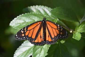Fototapeta na wymiar Wings Open on a Monarch Butterfly