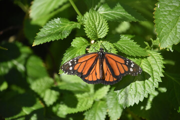 Bright Orange Monarch Butterfly in a Garden