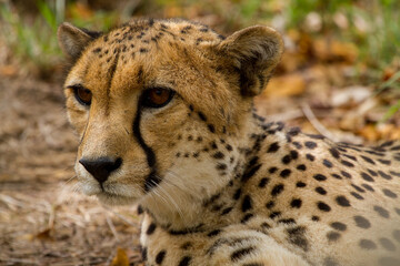 Cheetahs of Africa