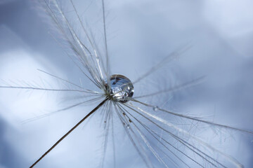 Seeds of dandelion flower with water drops on blurred background, macro photo