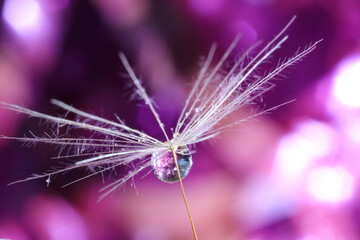 Seeds of dandelion flower with water drop on blurred background, macro photo