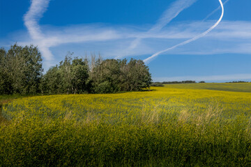 Colourful Canola growing in the fields Red Deer County Alberta Canada