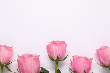 Beautiful pink roses on white background, top view. Space for text
