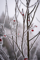 snow covered branches with red berries