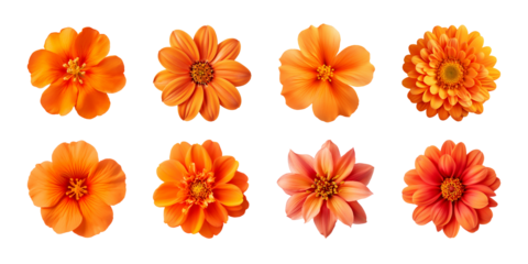 Collection of various orange flowers isolated on a transparent background