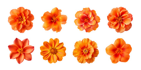 Collection of various orange flowers isolated on a transparent background