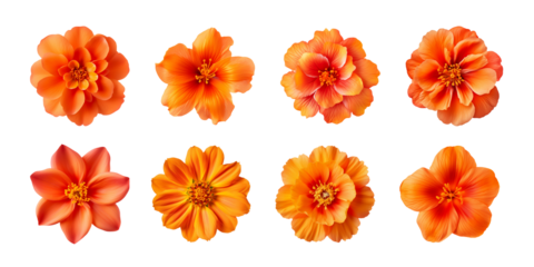 Collection of various orange flowers isolated on a transparent background