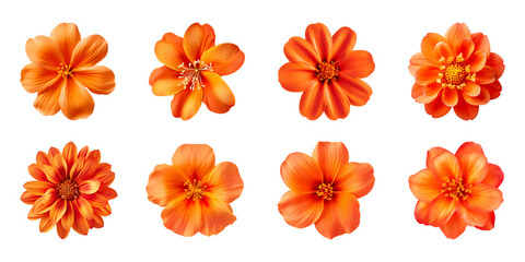Obraz premium Collection of various orange flowers isolated on a transparent background