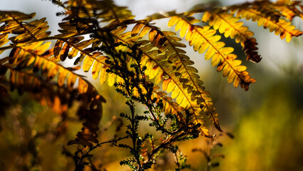 Fougères dorées et bruyères dans la forêt des Landes de Gascogne, pendant l'heure dorée
