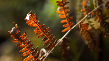 Fougères dorées et bruyères dans la forêt des Landes de Gascogne, pendant l'heure dorée