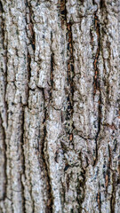 Obraz premium bark of a tree