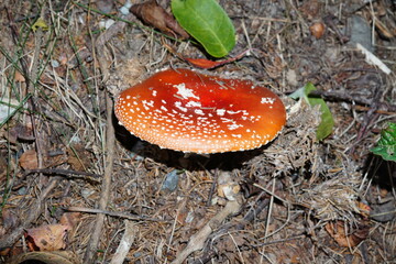 Fliegenpilz