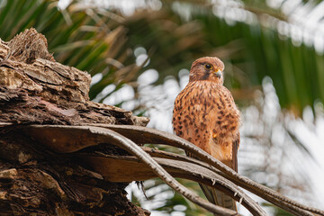 female common kestrel (Falco tinnunculus), on a dry palm leaf