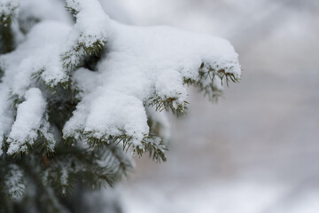 Close up of spruce tree covered with fresh snow with copy space