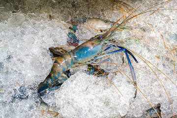 Portrait of a large white-blue lobster shrimps on a pile of ice.