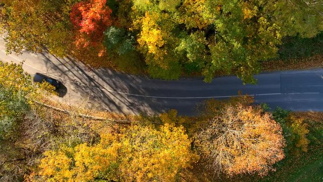 Bird's eye view of a road with cars passing by in autumn forest on a bright sunny day. Aerial colorful forest scene in autumn with orange and yellow foliage. Fall scenery.