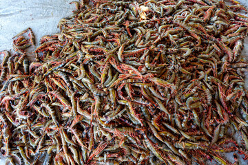 Stacked Fresh Tiger Prawns also known as Bagda Prawns in Asia. Close Up views of red tiger shrimps.