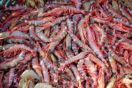 Stacked fresh tiger prawns are also known as bagda prawns in Asia. Close up view of red tiger shrimps in bamboo basket.