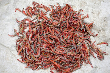 Stacked fresh tiger prawns are also known as bagda prawns in Asia. Close up view of red tiger shrimps in bamboo basket.