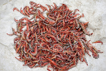 Naklejka premium Stacked fresh tiger prawns are also known as bagda prawns in Asia. Close up view of red tiger shrimps in bamboo basket.