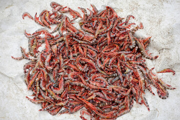Stacked fresh tiger prawns are also known as bagda prawns in Asia. Close up view of red tiger shrimps in bamboo basket.