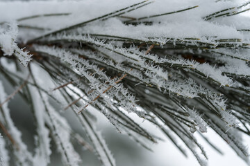 Snow covered pine tree in winter season closeup