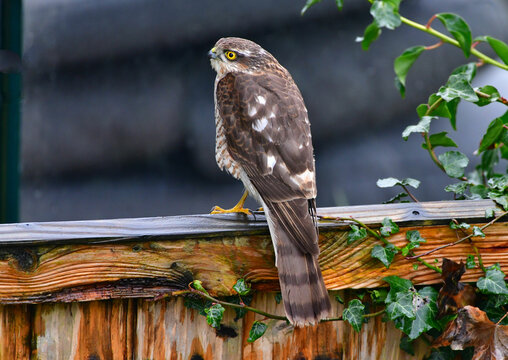 Young male sparrowhawk perching on a garden fence