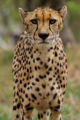 Cheetahs of Africa