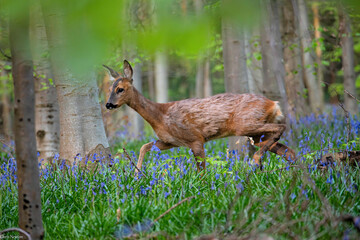 Roe deer doe (Capreolus capreolus) in woodland in spring, showing moult of dark winter coat 