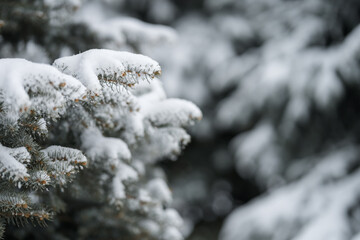 Close up of spruce tree covered with fresh snow with copy space