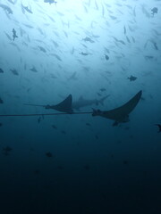 spotted eagle rays swimming underwater in the maldives, surrounded by trigger fish