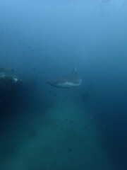 white tip reef shark underwater in the maldives