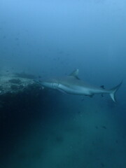 black tip reef sharks in the maldives, portrait, underwater photography, ocean