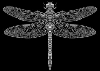 Engrave isolated dragonfly hand drawn graphic illustration