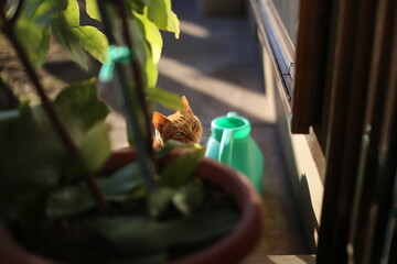 植木鉢越しの猫