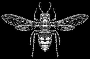 Engrave isolated wasp hand drawn graphic illustration