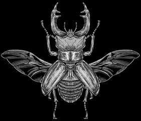 Engrave isolated stag beetle hand drawn graphic illustration © Turaev
