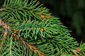 Christmas tree branches in Kharkov park