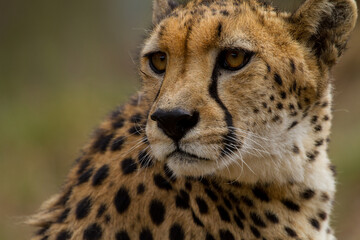 Cheetahs of Africa