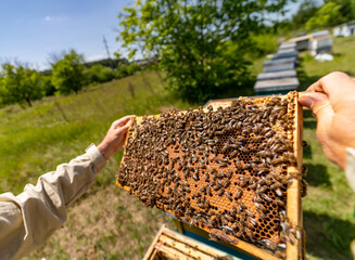 A Brave Man Embracing the Buzzing Beauty of Nature. A man holding a beehive full of bees