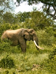 Elephant in South Africa