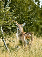 Water Buck