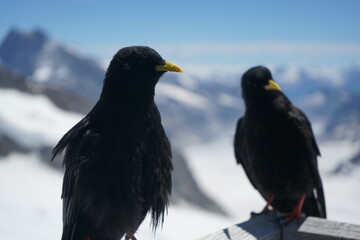 black ravens in the swiss alps, on a snowy background, black birds portrait