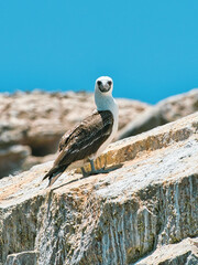 bird on the rock