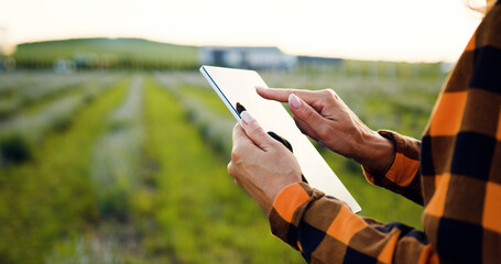 Close up of woman farmer hands in wheat field holding digital tablet and typing on screen....