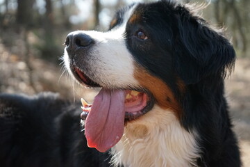 bernese mountain dog portrait with selective focus and its tongue out